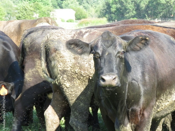 Obraz Dirty black angus