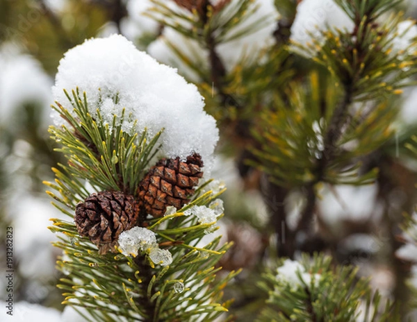 Obraz pine cones and snow
