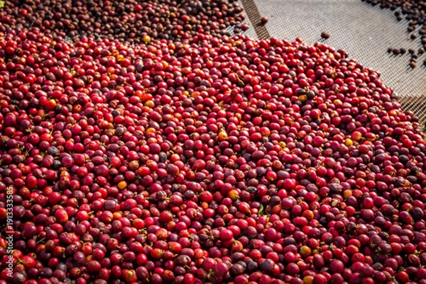Obraz Coffee beans being sorted after harvesting