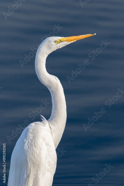 Obraz "A White Egret"