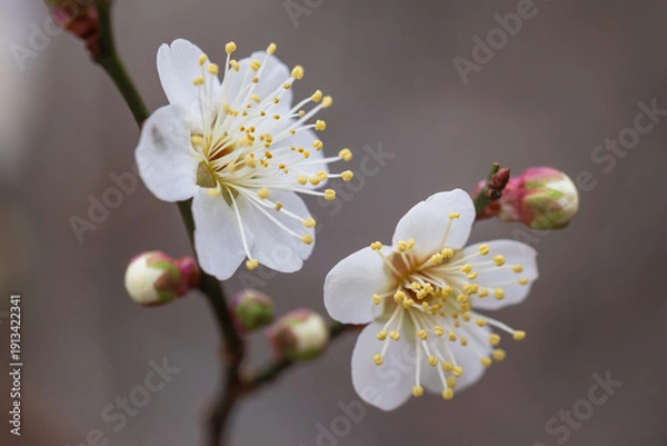 Obraz Japanese apricot