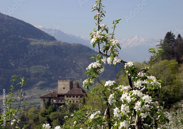 Fototapeta Apfelblüte in Südtirol
