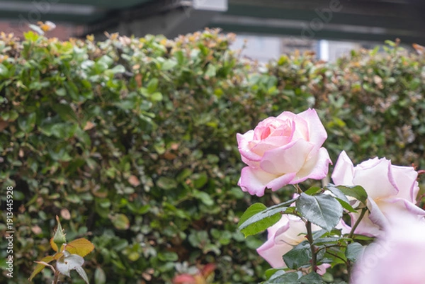 Fototapeta 淡いピンクのバラの花びらと初夏の光