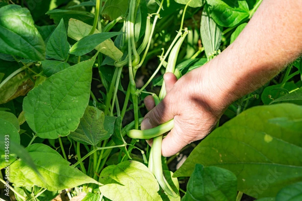 Obraz Close-up of a woman's hand collecting pods green beans on a summer day. Agro-culture without nitrates.