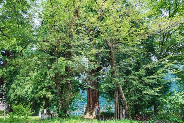 Obraz 新潟　諏訪社の大杉（湯沢町）