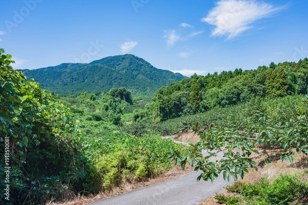 Obraz 新潟　角田山山麓の景色