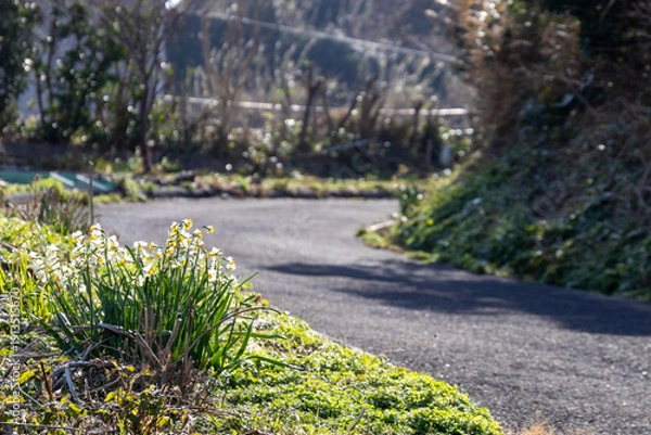 Obraz 朝日に輝く水仙