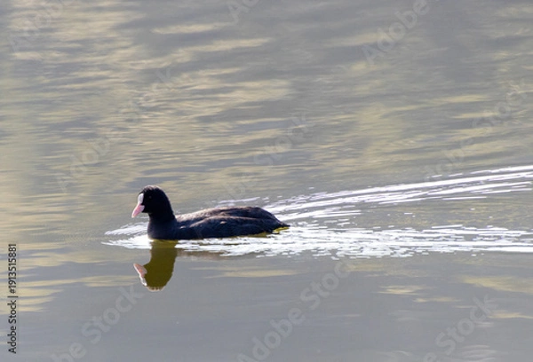 Obraz 冬の川で泳ぐオオバン
