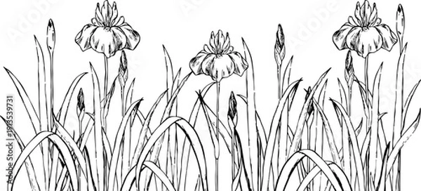 Obraz ペンで描いた菖蒲の花園のイラスト