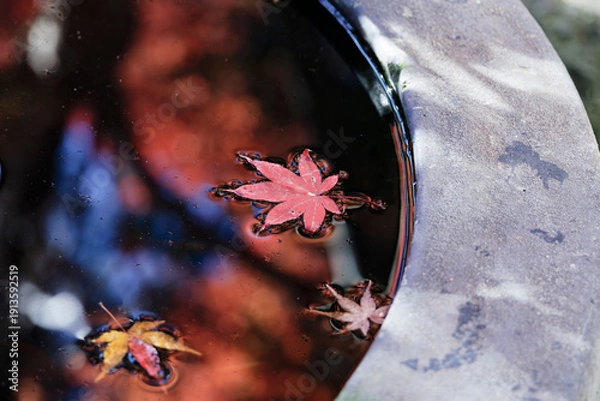 Obraz 暗い水面に浮かび輝く紅葉