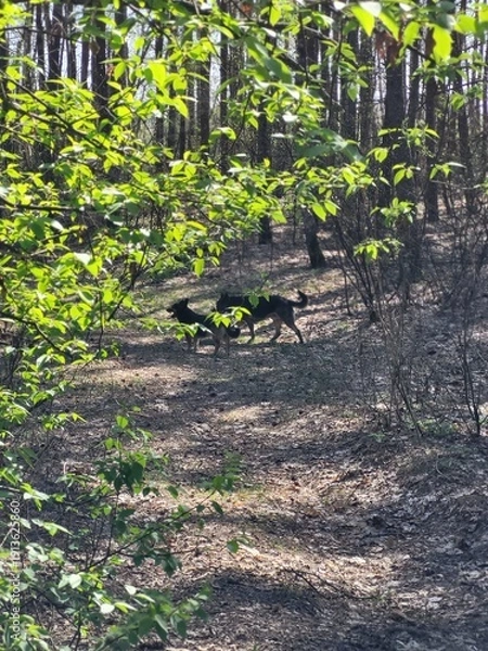Fototapeta Black Dog Walking Through Spring Forest