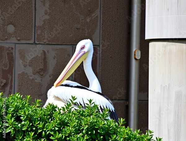 Obraz pelican on a tree