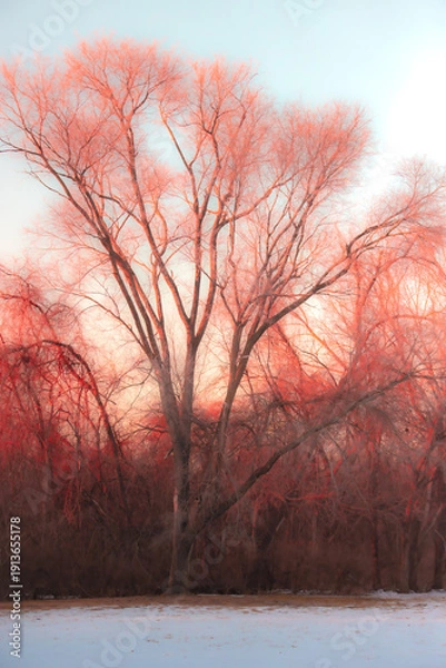 Obraz sunset in the forest