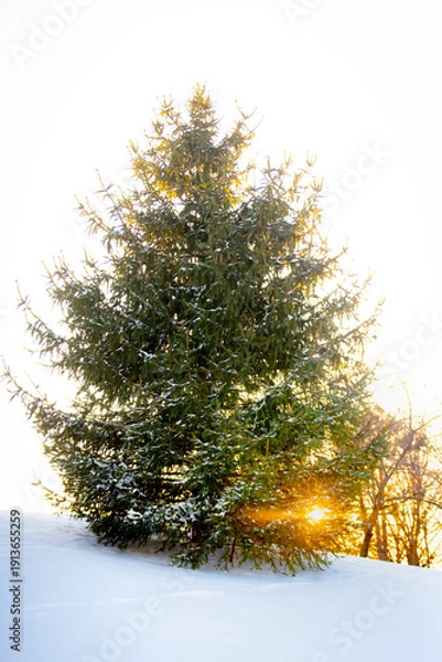 Obraz christmas tree in snow at sunset
