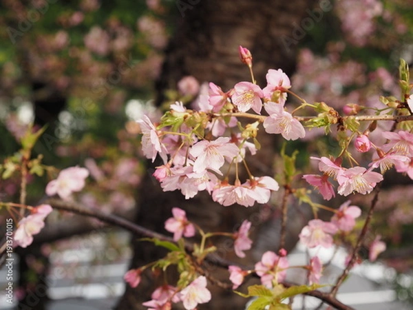 Obraz カワヅザクラ