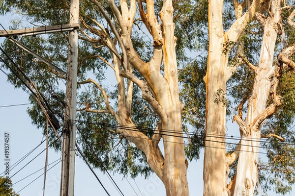 Obraz Tree alongside utility pole