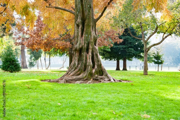Obraz Large tree trunk and roots with park background