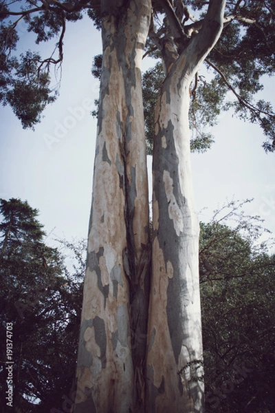 Obraz Eucalyptus tree shedding bark