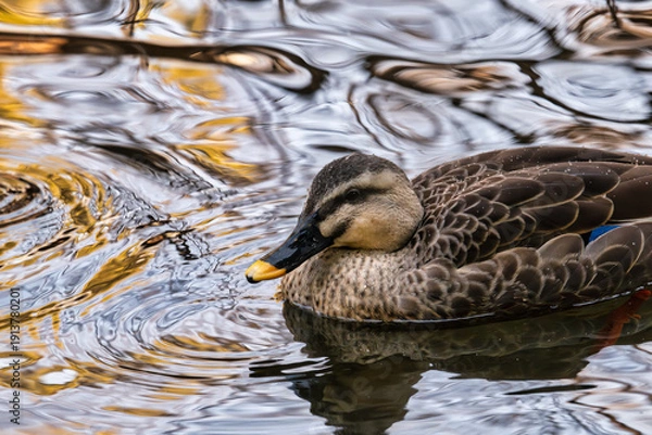 Obraz カモと揺れる水面