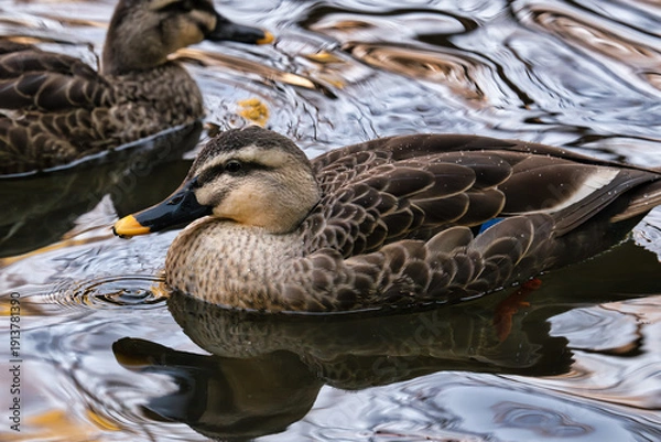 Obraz カモと揺れる水面