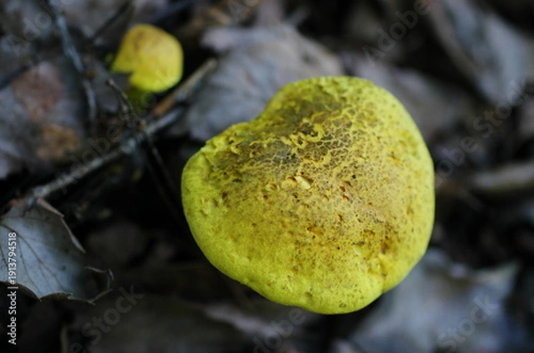 Obraz キイロイグチ