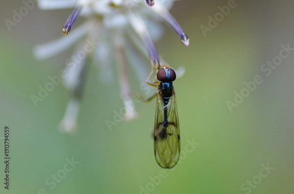 Obraz マダラコシボソハナアブ
