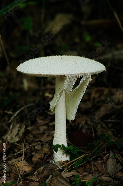 Obraz シロオニタケ