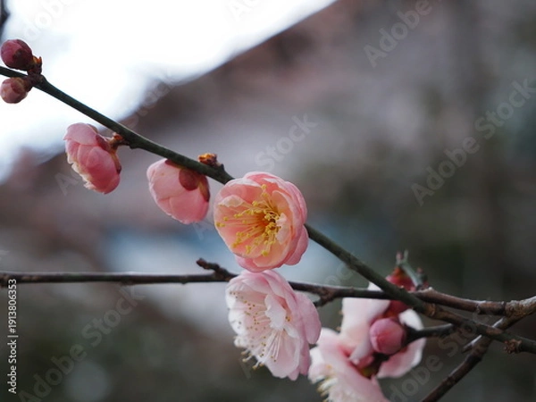 Obraz 咲き始めた梅の花