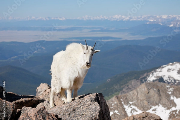 Obraz Mountain Goat