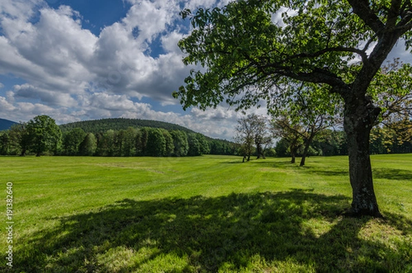 Obraz baum und gruene landschaft
