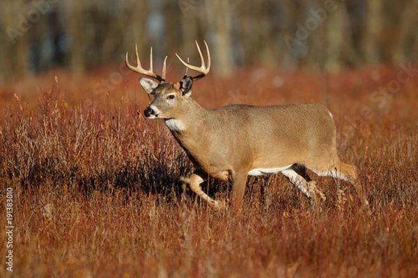 Obraz White-tailed Deer