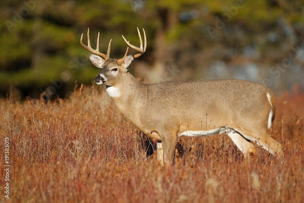 Obraz White-tailed Deer