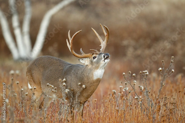 Obraz White-tailed Deer