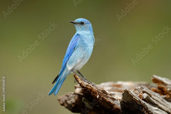 Obraz Mountain Bluebird