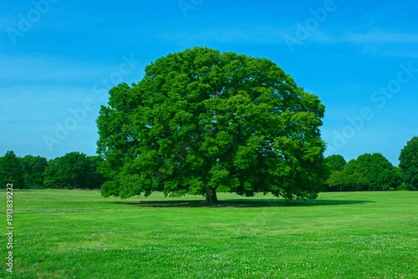 Fototapeta 緑の木