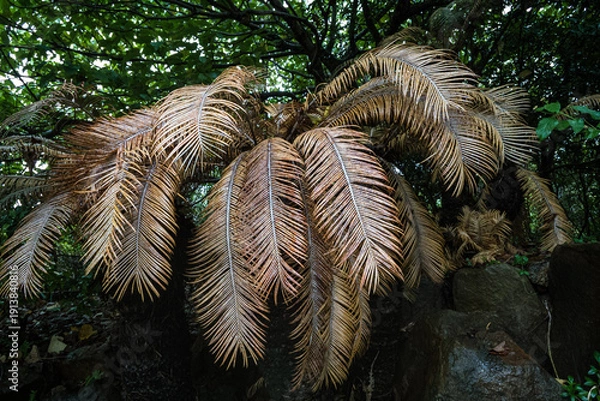 Obraz 鹿児島県奄美大島島風に揺れるソテツの記憶
