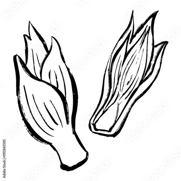 Fototapeta みょうがの線画イラスト