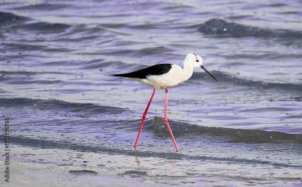Obraz seagull on the beach