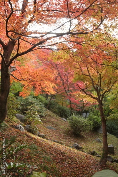 Obraz 紅葉のある風景