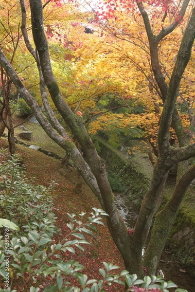 Obraz 庭園の庭に散る紅葉