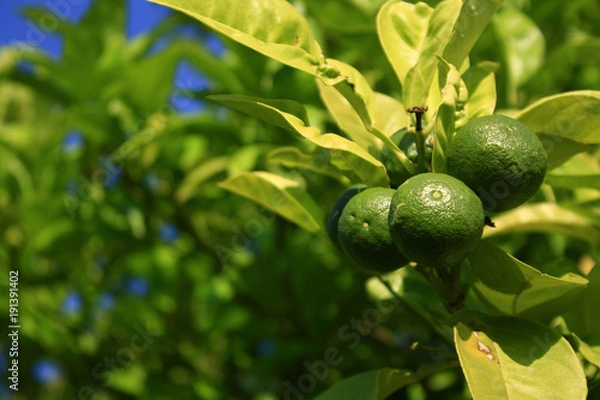 Fototapeta Green oranges