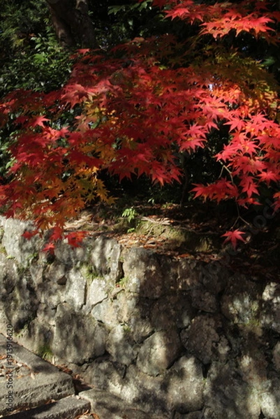 Obraz 真っ赤な紅葉