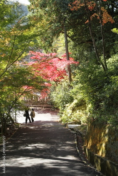 Obraz 紅葉の下を歩く