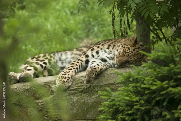 Obraz Gepard uciąga sobie drzemkę