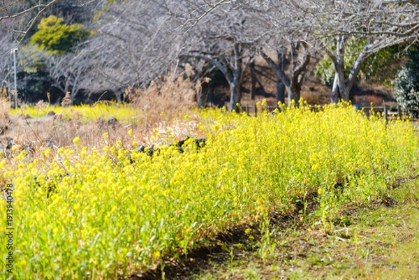 Obraz 散歩の途中で見つけた春の風景
