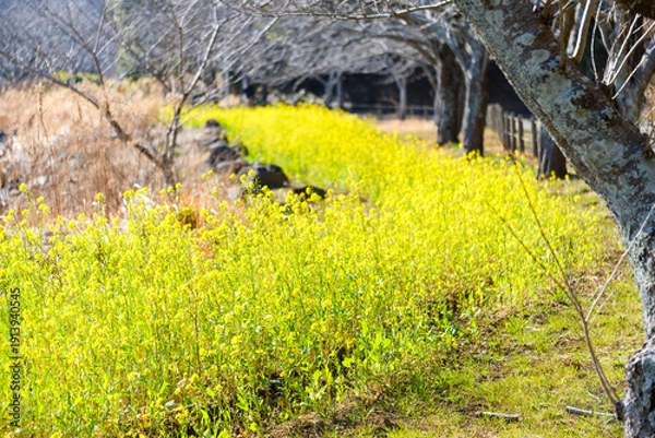 Obraz 散歩の途中で見つけた春の風景