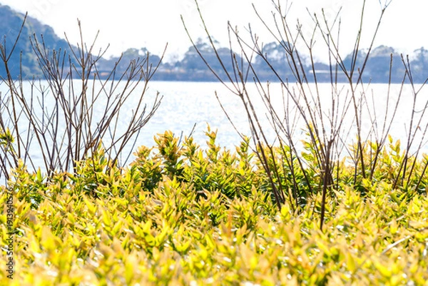 Obraz 散歩の途中で見つけた春の風景