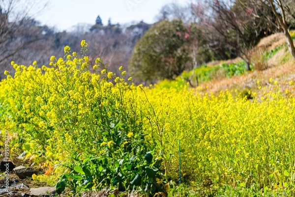Obraz 散歩の途中で見つけた春の風景