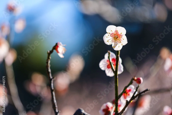 Obraz 散歩の途中で見つけた春の風景