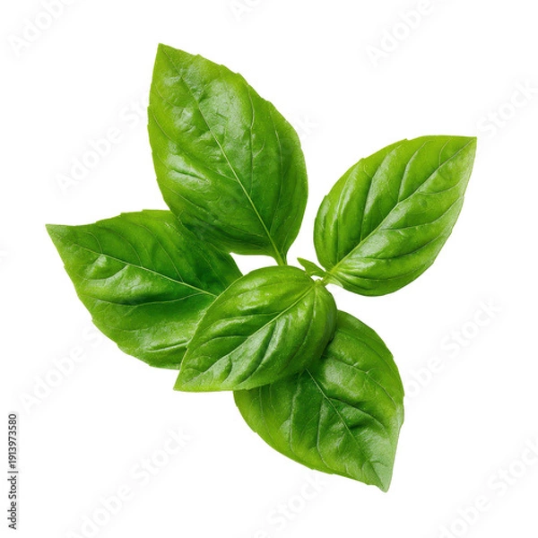 Obraz Fresh basil leaves aromatic herb with transparent background 